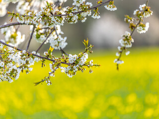 Kirschblüte