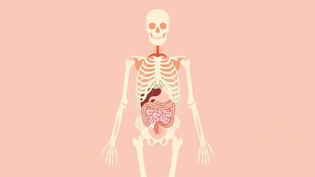 Human Skeleton and Internal Organs illustration.