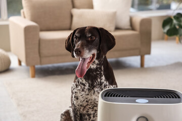 Cute German Shorthaired Pointer dog with modern air purifier in living room, closeup