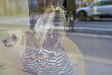 Two small dogs wearing matching striped clothes sit behind a glass window, creating a cute indoor scene with reflections from the street outside.