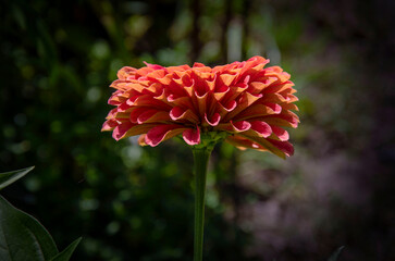 Zinnia flower blooming in the garden.