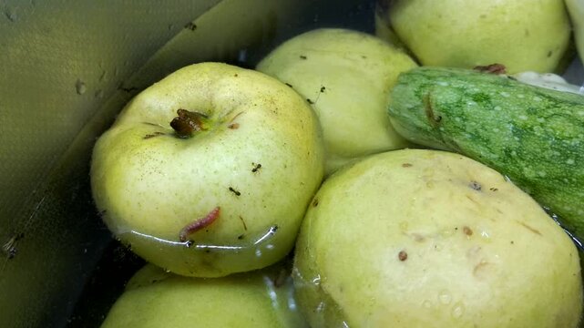 A ripe quince submerged in water. A pinkish worm and ants are visible on its surface. The process of soaking the fruit harvest, in which pests were discovered.
