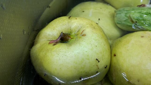 A ripe quince submerged in water. A pinkish worm and ants are visible on its surface. The process of soaking the fruit harvest, in which pests were discovered.