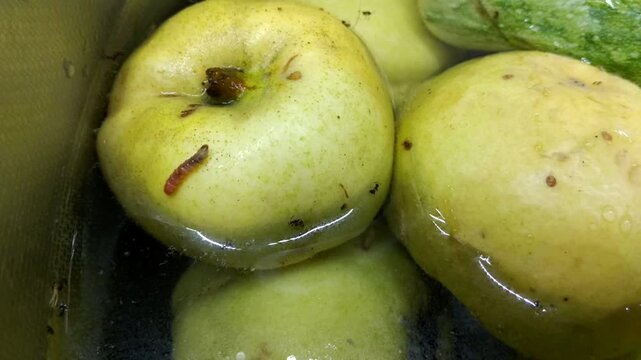 A ripe quince submerged in water. A pinkish worm and ants are visible on its surface. The process of soaking the fruit harvest, in which pests were discovered.