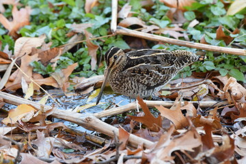 Wilson's Snipe