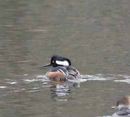 Hooded Merganser