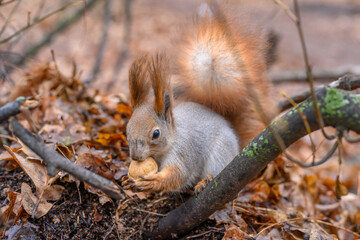 Curious squirrel holds a acorn while exploring a quiet forest floor in autumn