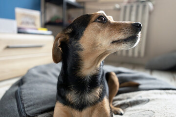 Smart and cute small dog at home, cozy indoor pet portrait, highlighting pet care, comfort, and the loving bond with its family.