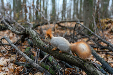 Squirrel exploring a fallen branch in a tranquil forest setting