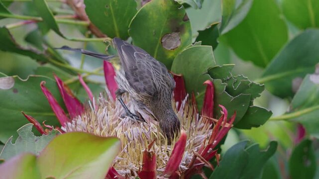 4k footage of a Cape sugarbird (Promerops cafer) feeding on a King protea (Protea cynaroides). Note pollen on forehead. Kirstenbosch National Botanical Garden, Cape Town. Western Cape. South Africa.