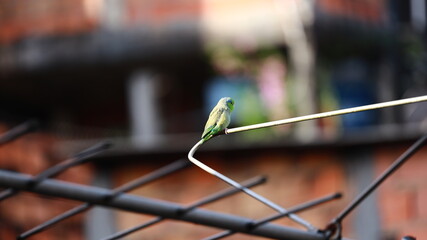 Colorful parrotlet resting on an antenna bar, displaying green and blue feathers against a blurred urban backdrop.