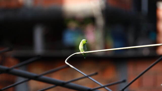 Colorful parrotlet resting on an antenna bar, displaying green and blue feathers against a blurred urban backdrop.