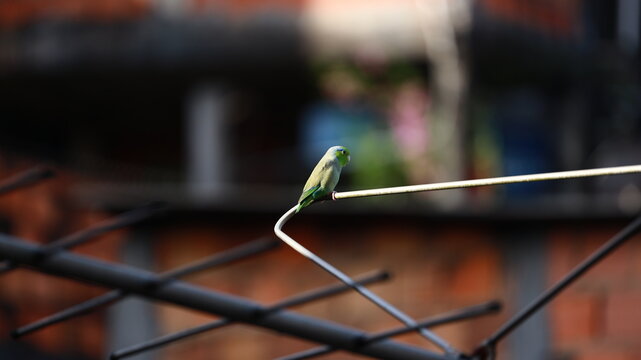 Colorful parrotlet resting on an antenna bar, displaying green and blue feathers against a blurred urban backdrop.