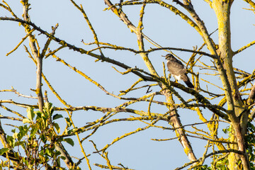Female Sparrowhawk (Accipiter nisus) - common across European woodlands Bull Island Dublin