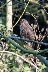 Female Sparrowhawk (Accipiter nisus) - common across European woodlands Bull Island Dublin