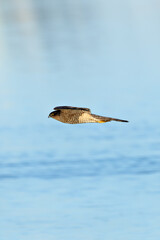 Female Sparrowhawk (Accipiter nisus) - common across European woodlands Bull Island Dublin