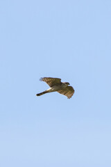 Female Sparrowhawk (Accipiter nisus) - common across European woodlands Bull Island Dublin