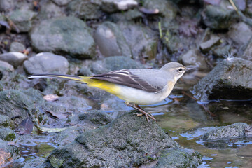 Grey Wagtail (Motacilla cinerea) - common along European rivers and streams Bull Island Dublin