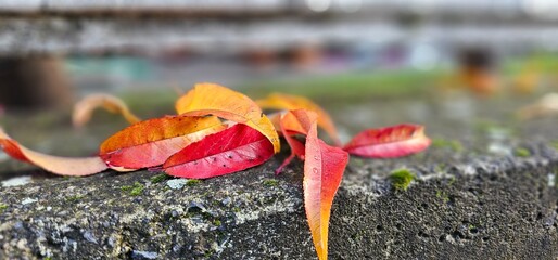 Yellow and red autumn leaves on blurred background in November 2025