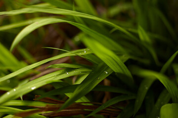 Plantas con agua