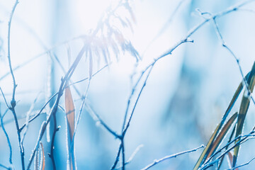 Frosted Twigs in Crisp Winter Cold