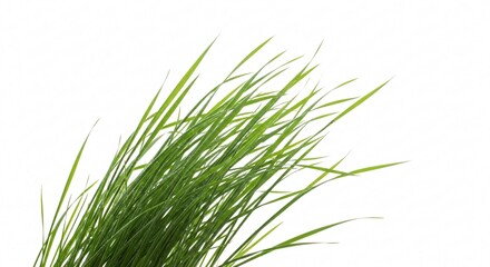 Obraz premium Fresh green grass blades isolated on white background for design elements