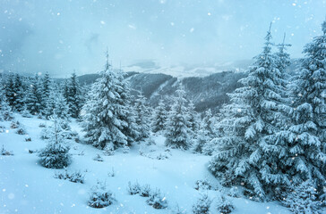 Snowy winter forest landscape with falling snowflakes in mountains