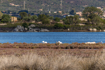 Sardinien Mittelmeer