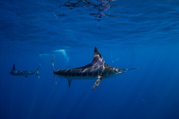 Striped marlins are feeding on sardines. It is one of the fastest fish in the ocean. A Kajikia audax swimming in clear blue water.