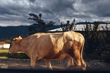 Fototapeta premium Cow cattle livestock farm rural pasture animal walking along country road beside barn under cloudy sky with distant mountain landscape outdoor scene