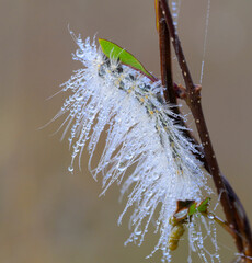 Caterpillar of Virginian tiger moth (Spilosoma virginica) at misty morning covered by water drops, Brazos Bend State Park, Texas, USA.