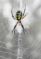 Black and yellow garden spider (Argiope aurantia) in its web at misty morning, covered by water drops, Brazos Bend State Park, Fort Bend County, texas, USA