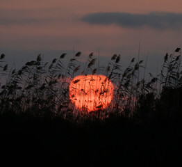 Sun rising over wetlands, seen through tall reeds,  Galveston, Texas, USA.
