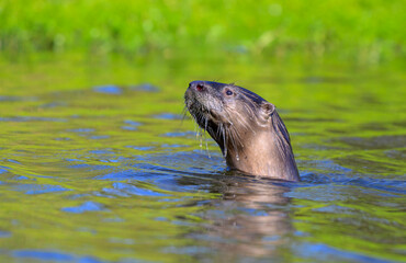 North American river otter (Lontra canadensis) swimming in a lake and looking around, Galveston, Texas, USA.