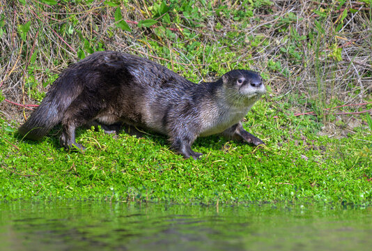 North American river otter (Lontra canadensis) at a bank of a lake, Galveston, Texas, USA.