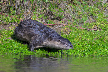 North American river otter (Lontra canadensis) at a bank of a lake, Galveston, Texas, USA.