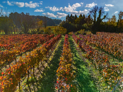 field of vines, vineyards 