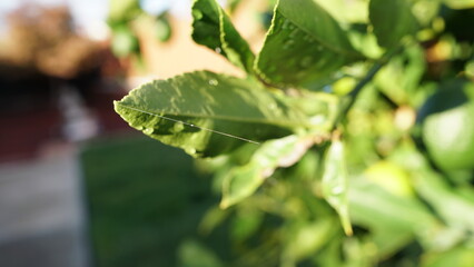 A solitary strand of spider silk stretches across a dew-kissed, vibrant green citrus leaf in the morning sunlight.