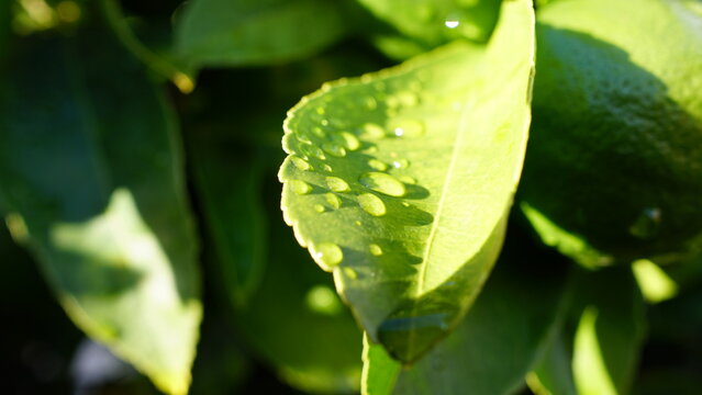 Morning's embrace: a vibrant green leaf glistens with crystal clear water droplets under the bright, warm sunlight.