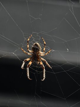 Makro pająka na ciemnym tle.