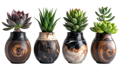 Collection of Four Artistic Succulent Plants in Modern Pots Against Transparent Background