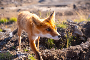 Curious red fox exploring rocky terrain in sunlit natural habitat, featuring vivid orange fur and alert eyes, captured during golden hour with rocky background