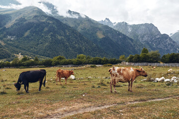 Fototapeta premium Cows grazing on mountain pasture meadow with rural landscape