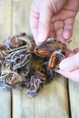 Close-up of hands holding dried persimmons, or hoshigaki.