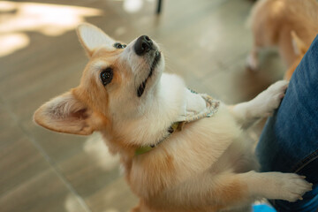 Adorable Pembroke Welsh Corgi dog wearing bandana jumping up on owner's leg in blue jeans. Cute fluffy puppy begging for food with hopeful eyes at pet cafe.