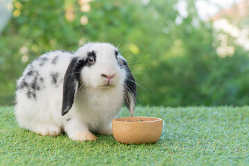 Adorable black and white Holland Lop rabbit sitting on green grass near a wooden food bowl. Cute spotted bunny looking hungry in a garden with copy space on nature background.