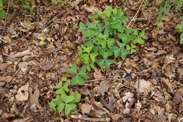 Oxalis wood sorrel plant growing on forest floor