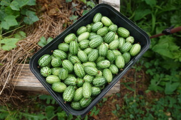 Farmer holding tray with freshly picked cucamelons in garden