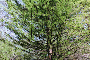 Tree branches and needles fill the frame in a sunlit forest, green foliage and textured trunk visible from below, outdoors perspective showcasing canopy, nature and seasonal growth.