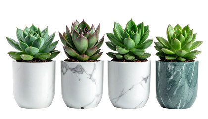 Collection of Four Contemporary Succulent Plants in Stylish Pots with a Transparent Background